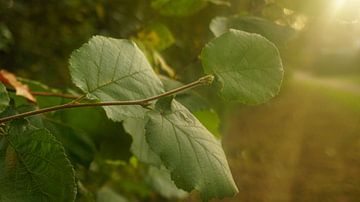 Un noisetier au soleil sur Maximilian Burnos