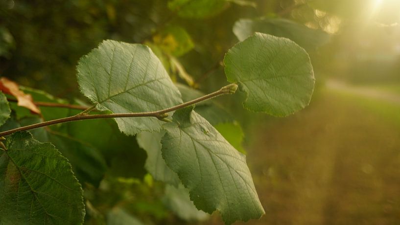 Un noisetier au soleil par Maximilian Burnos