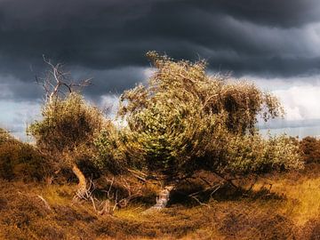 Abstracte boom van Yanuschka Fotografie | Noordwijk