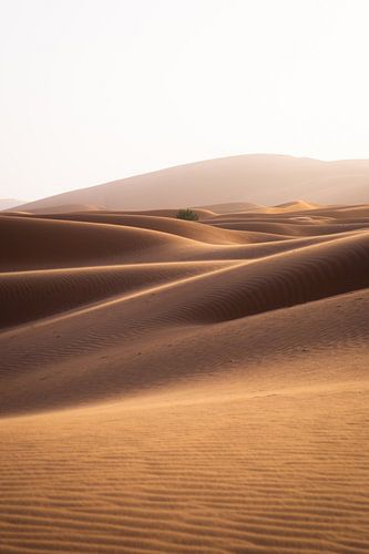 Sahara dunes from above