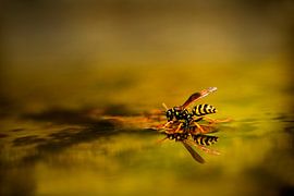 Wasp by Henriëtte van Golde