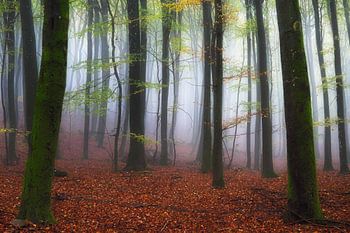 Der Nebel wird immer dichter.