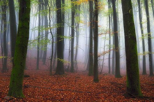 Le brouillard se rapproche de plus en plus.