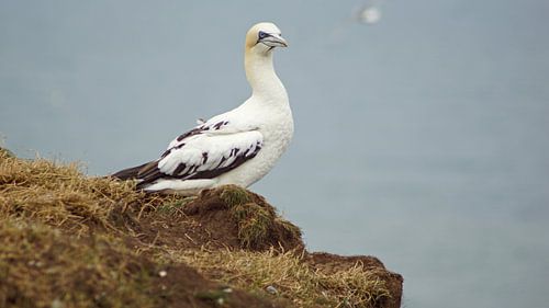 Vogels bij Bempton Cliffs