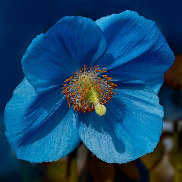 Blauer Mohn 2 von Adelheid Smitt