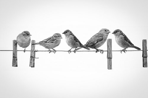 Sparrow family on the washing line