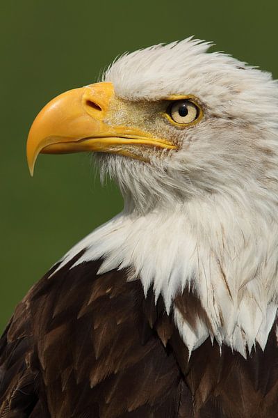 Bald Eagle (Haliaeetus leucocephalus) by Ronald Pol