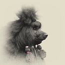 Hundeportrait eines Königpudels von Anouschka Hendriks Miniaturansicht