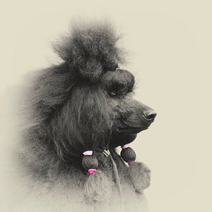 Portrait de chien d'un caniche roi