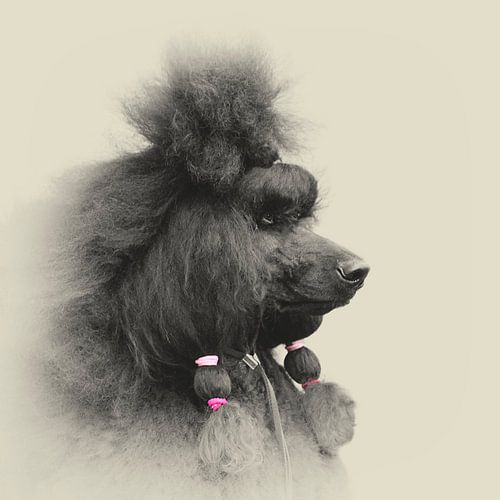 Dog portrait of a King poodle