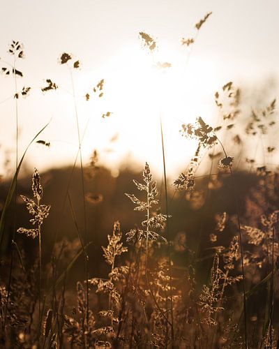 Grass avec rétro-éclairage sur Jan