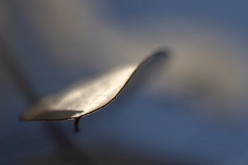 “Floating leaf in blue light”