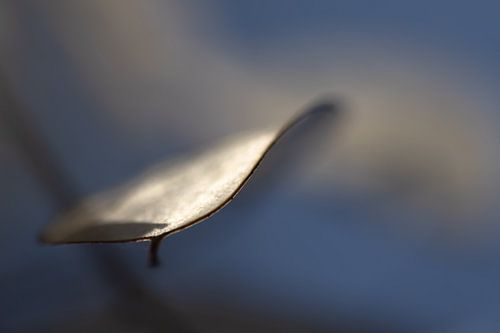 “Zwevend blad in blauw licht”