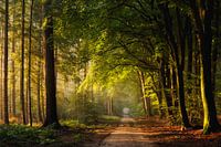 Frühherbst im Speulder Wald