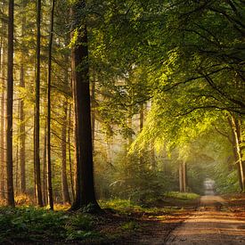 Early autumn in the Speulder forest by Dick Portegies
