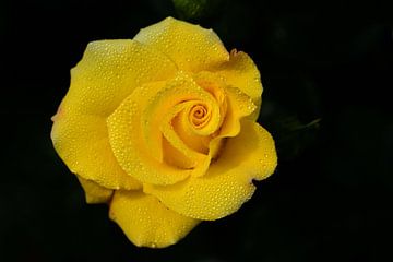Gele roos tegen een donkere achtergrond van Ulrike Leone