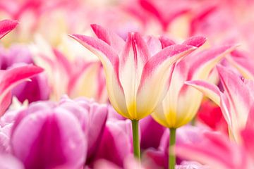 Tulpen Roze -Geel -Wit van Marco Liberto