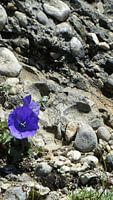 The Flower and The Rock