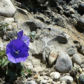 De bloem en de rots van Marinescu Dan