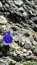 Die Blume und der Felsen von Marinescu Dan Miniaturansicht