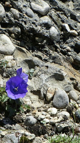 Die Blume und der Felsen von Marinescu Dan