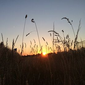 avondzonnetje  by Joost Brauer