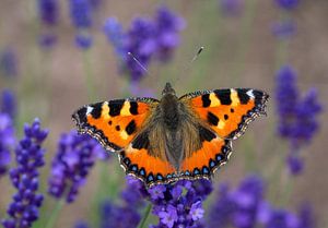 Kleine Fuchs (Aglais urticae) ,Schmetterling in einem Lavendelfeld