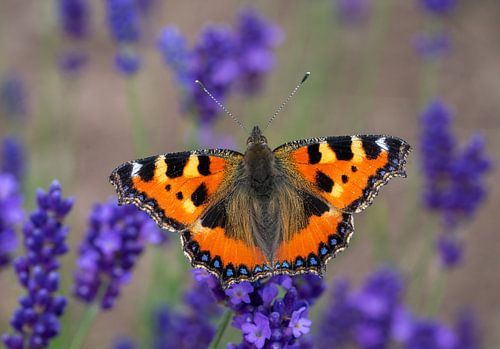 Kleine vos (Aglais urticae), vlinder in een lavendelveld