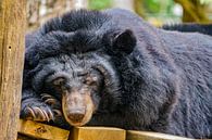 Ruffed bear in Kuang Si in Laos by Barbara Riedel thumbnail