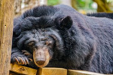 Ruffed bear in Kuang Si in Laos by Barbara Riedel