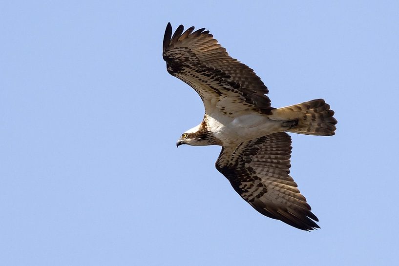 Fischadler im Flug von Andreas Müller