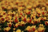 Tulpen in de avondzon