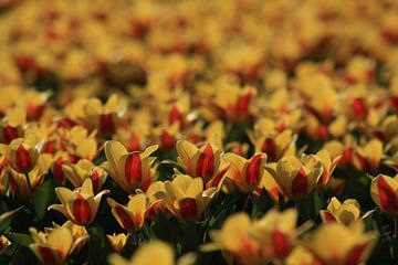 Tulpen in de avondzon van Jan Piet Hartman