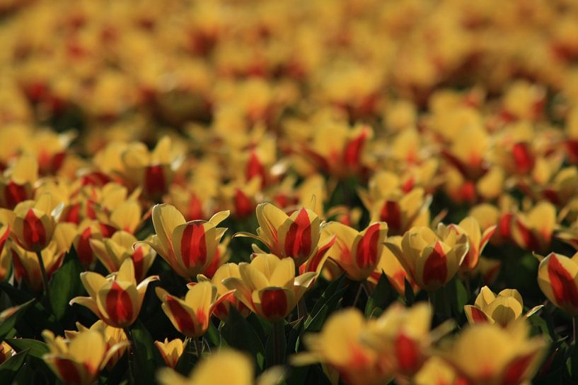 Tulpen in der Abendsonne von Jan Piet Hartman