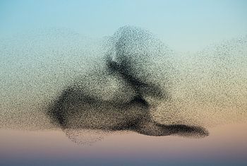 Danse des étourneaux