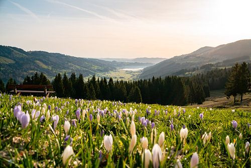 Krokussen op de Hündle met uitzicht op de Alpsee