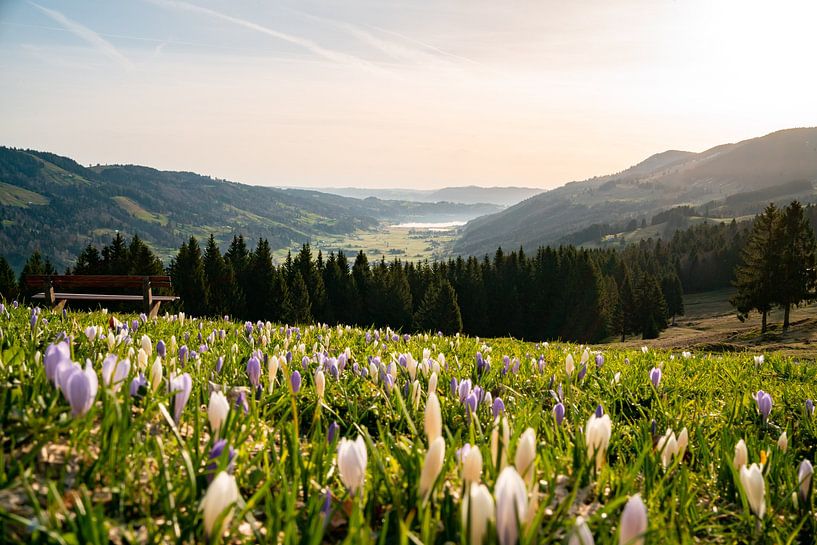 Crocus au Hündle avec vue sur le lac d'Alpsee par Leo Schindzielorz