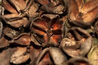 beechnuts