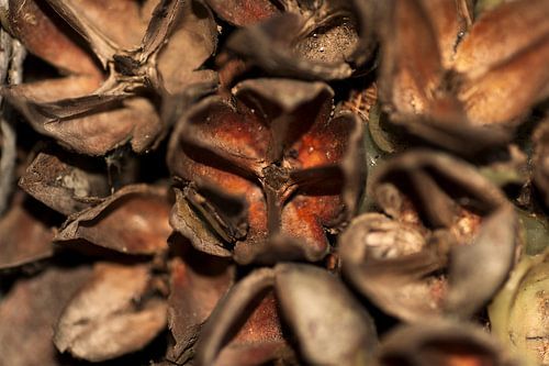 beechnuts