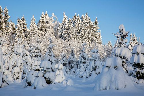 Winterwunderland im Garten und Wald mit Schnee