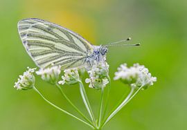 Geaderd witje by Karin Tebes