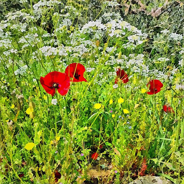 Poppies And Cow Parsley 1 by Dorothy Berry-Lound