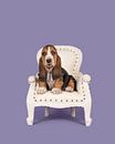 Basset puppy in een stoeltje / Cute basset hound puppy on a white baroque chair on a lavander p van Elles Rijsdijk thumbnail