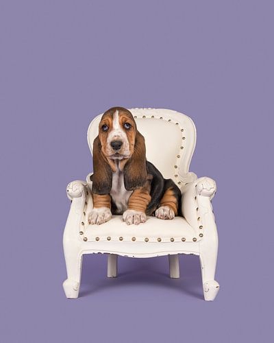 Chiot basset sur une chaise / Chiot basset mignon sur une chaise baroque blanche sur une lavande p