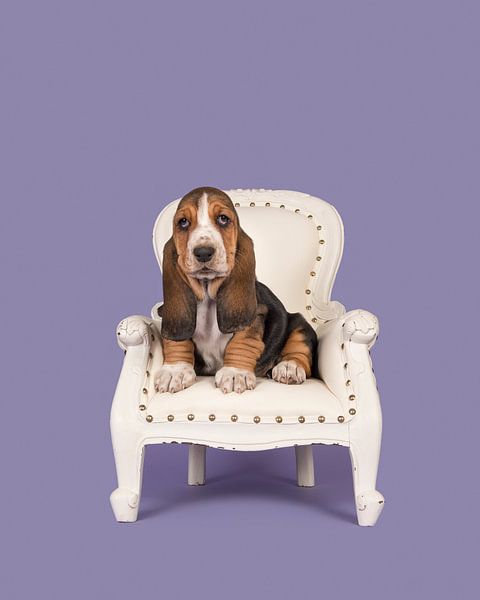 Basset puppy in een stoeltje / Cute basset hound puppy on a white baroque chair on a lavander p van Elles Rijsdijk