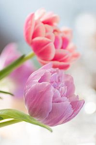 Fröhliche Tulpen