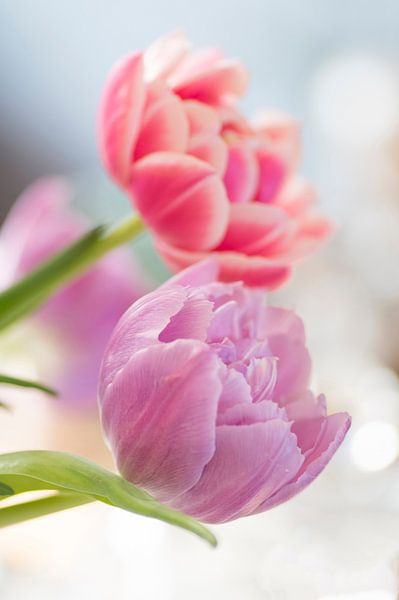 Cheerful tulips by Birgitte Bergman