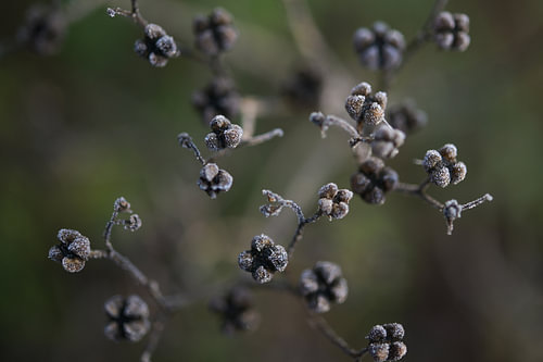 Samen der Weinraute (Ruta graveolens) mit kleinen Reifeiskristallen, Wabi sabi-Naturkonzept, Nahaufn