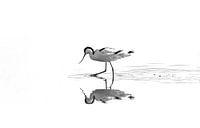 Knot high-key (B/W) by Kees Ham thumbnail