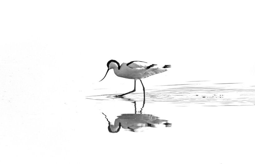 Knot high-key (B/W) by Kees Ham